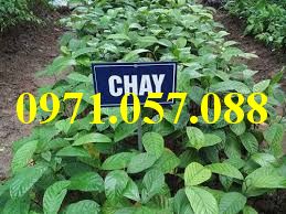GIỐNG CÂY CHAY