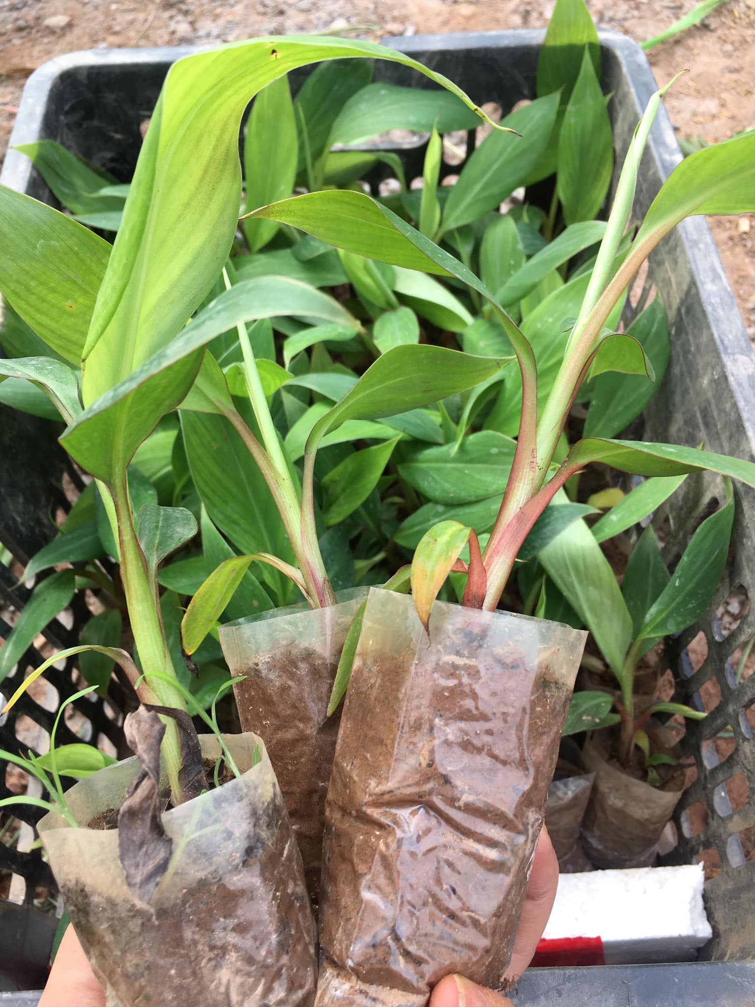 NƠI CUNG CẤP GIỐNG CÂY CHUỐI ĐỎ