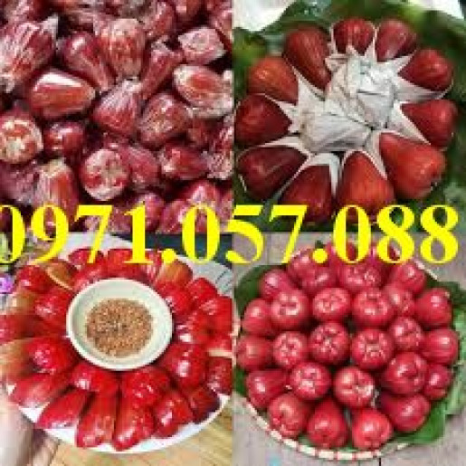 GIỐNG CÂY ROI ĐỎ