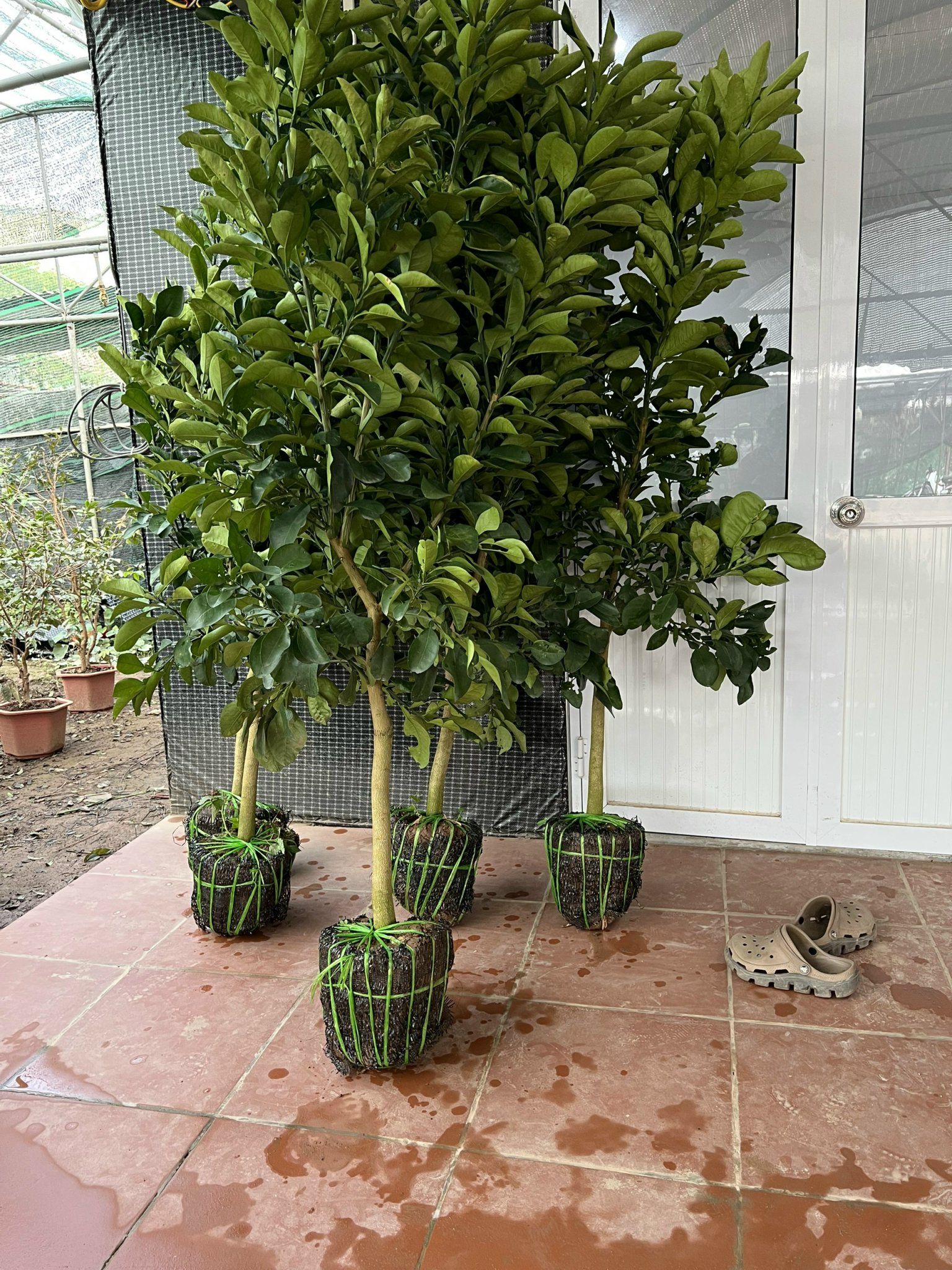 CÂY BƯỞI DA XANH CỠ NHỠ