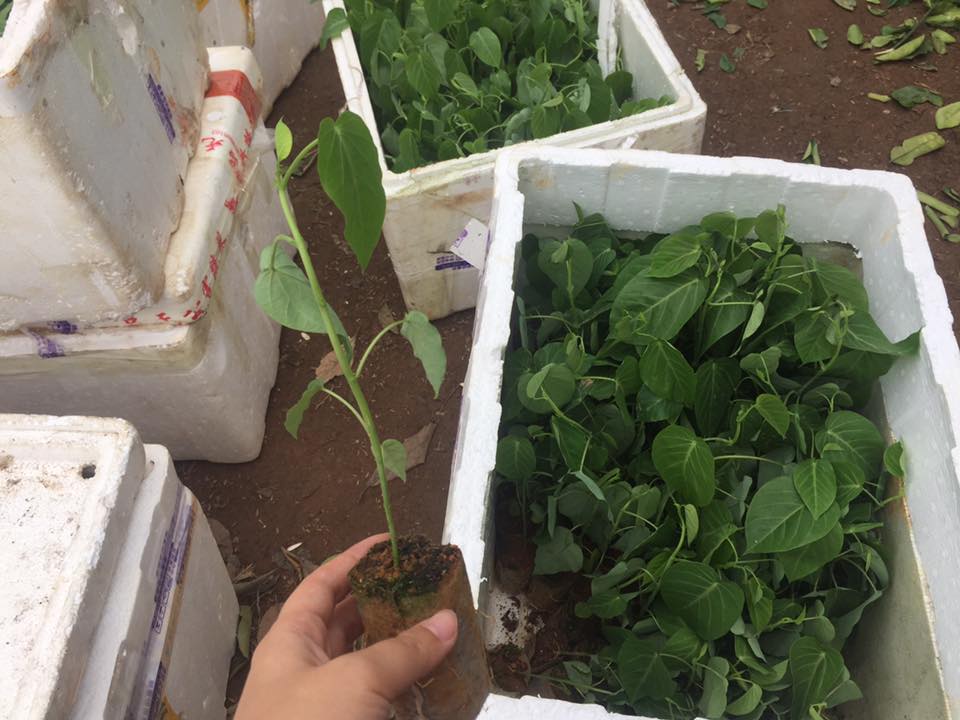 NƠI CUNG CẤP GIỐNG CÂY CHANH LEO NGỌT COLOMBIA