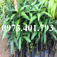 CÂY GIỐNG XOÀI THÁI