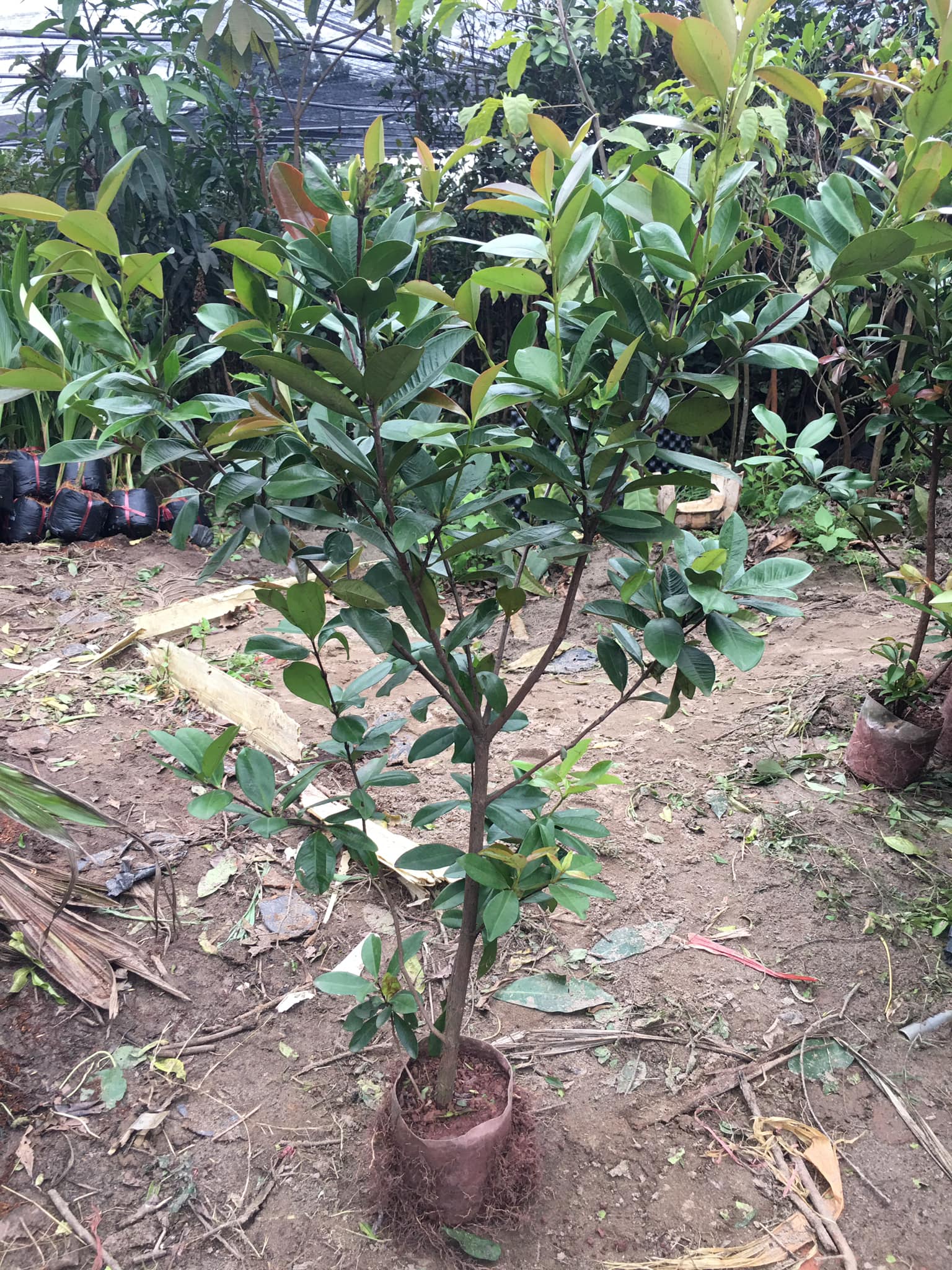 NƠI CUNG CẤP GIỐNG CÂY CHERRY BRAZIL