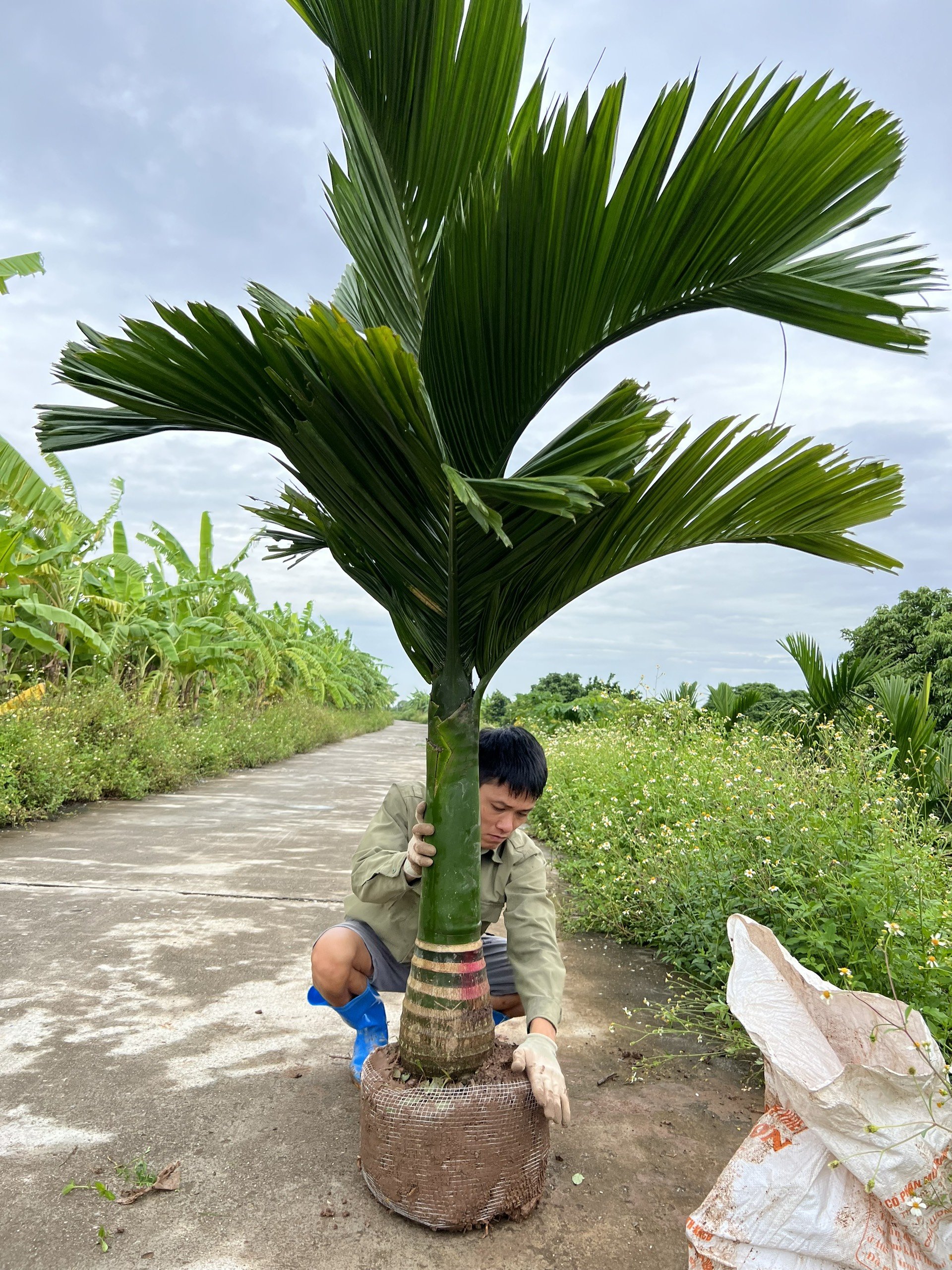 CÂY CAU LÙN TO