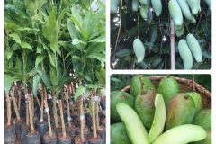 NƠI CUNG CẤP GIỐNG CÂY XOÀI THÁI