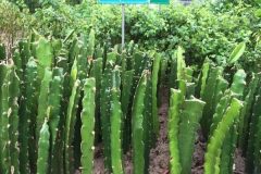 Địa chỉ cung cấp cây giống thanh long