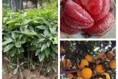 Cây giống bưởi tân lạc