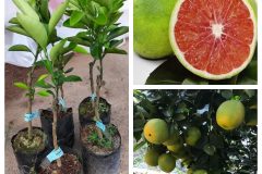 GIỐNG CAM CARA RUỘT ĐỎ