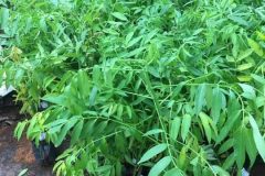 CÂY GIỐNG CÓC THÁI