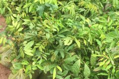 NƠI CUNG CẤP GIỐNG CÂY NHÃN SỚM