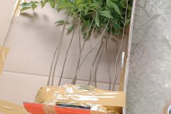 Địa chỉ cung cấp cây giống mắc mật