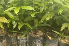 CÂY GIỐNG SẤU