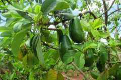 Địa chỉ cung cấp cây giống bơ sáp
