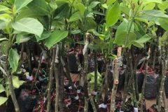 Cây giống mít tố nữ