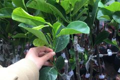 Cây giống mít ruột đỏ