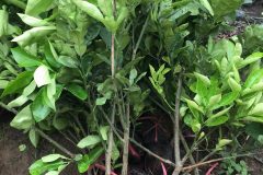 Địa chỉ cung cấp cây giống bưởi diễn