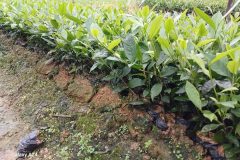 CÂY GIỐNG TRÀ XANH