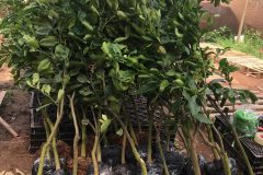 GIỐNG CÂY BƯỞI RUBY THÁI LAN ( BƯỞI HƯƠNG THÁI)