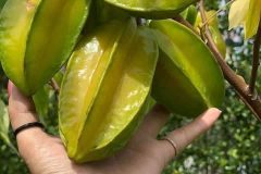 Địa chỉ cung cấp cây giống khế ngọt