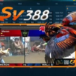 ĐÁ GÀ TRỰC TIẾP SV388 HÔM NAY