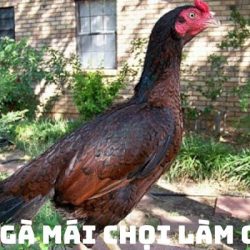 BÍ QUYẾT CHỌN GÀ MÁI CHỌI LÀM GIỐNG