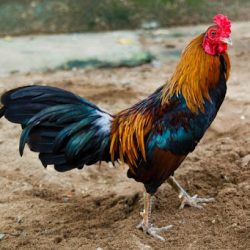 TOP 11 LOẠI VẢY GÀ TÀI, VẢY GÀ QUÝ HIẾM ĐỘC ĐÁO NHẤT LÀNG GÀ CHỌI