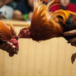 KÈO ĐÁ GÀ CAMPUCHIA NGÀY HÔM NAY MỚI NHẤT 2024