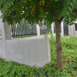 bán đầt trồng cây lâu năm