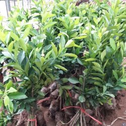 NƠI CUNG CẤP GIỐNG CÂY CHANH KHÔNG HẠT