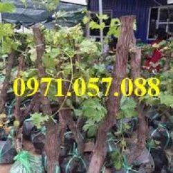 GIỐNG CÂY NHO TÍM