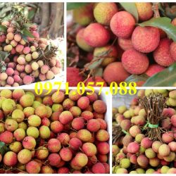 CÂY GIỐNG VẢI CHÍN SỚM