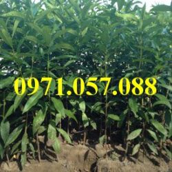 GIỐNG CÂY VỐI NẾP