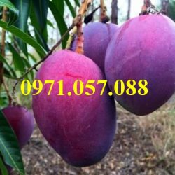 Cây giống xoài tím
