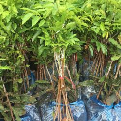 NƠI CUNG CẤP GIỐNG CÂY TRÁM TRẮNG