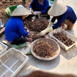 Bột hoàng thanh,mua bột hoàng thanh ở đâu? Bột hoàng thanh nhà trồng chính gốc ạ