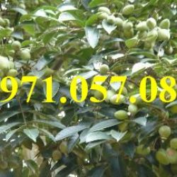 GIỐNG CÂY TRÁM TRẮNG