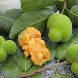 NƠI CUNG CẤP GIỐNG CÂY CHAY