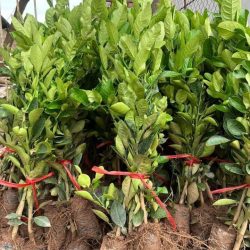NƠI CUNG CẤP GIỐNG CÂY PHẬT THỦ