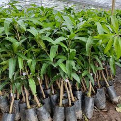 NƠI CUNG CẤP GIỐNG CÂY XOÀI TÍM