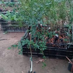 NƠI CUNG CẤP GIỐNG CÂY CHANH NGÓN TAY