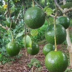 NƠI CUNG CẤP GIỐNG CÂY BƠ BOOTH