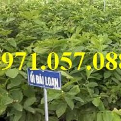 GIỐNG CÂY ỔI ĐÀI LOAN