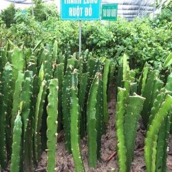Nơi cung cấp cây giống thanh long ruột đỏ