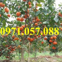 GIỐNG CÂY CAM ĐƯỜNG CANH