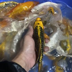 Koi F1, Koi mini, Koi chép phụng g.ía rẻ cho ae Quảng Ngãi Quên Mình 0934 717 81