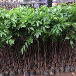 NƠI CUNG CẤP GIỐNG CÂY TRÁM ĐEN