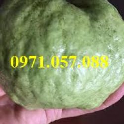 GIỐNG CÂY ỔI NỮ HOÀNG