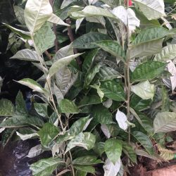 Nơi cung cấp cây giống nhót ngọt