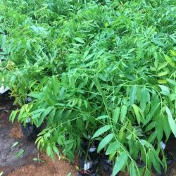 NƠI CUNG CẤP GIỐNG CÂY CÓC THÁI