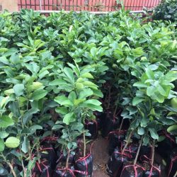 NƠI CUNG CẤP GIỐNG CÂY BƯỞI DA XANH